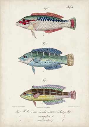 Framed Antique Fish Trio II Print