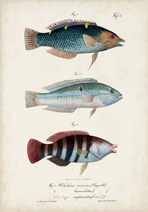Framed Antique Fish Trio III Print