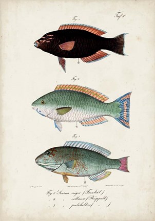 Framed Antique Fish Trio IV Print
