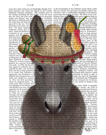 Framed Donkey Sombrero Book Print Print