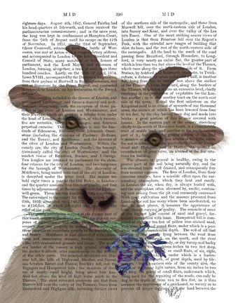 Framed Goat and Bluebells Book Print Print