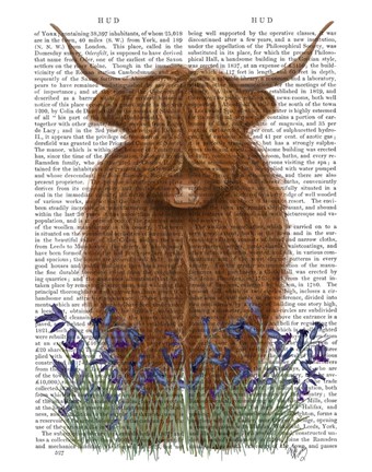 Framed Highland Cow, Bluebell Book Print Print