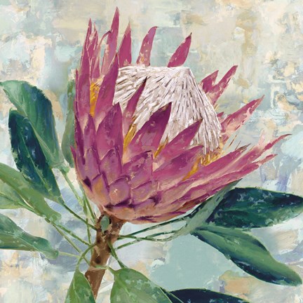 Framed Protea Majestic Print