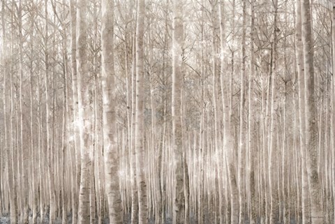 Framed Birch Trees Print