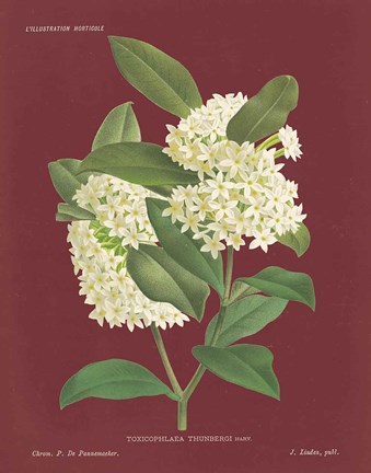 Framed Winter Sweet Pomegranate Print