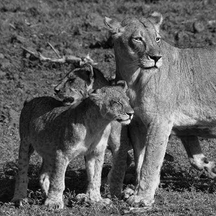 Framed Lioness and Cubs Print