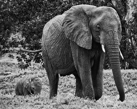 Framed Mama and Baby Elephant I Print