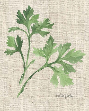 Framed Italian Parsley v2 on Burlap Print