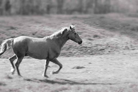 Framed Pasture Run Print