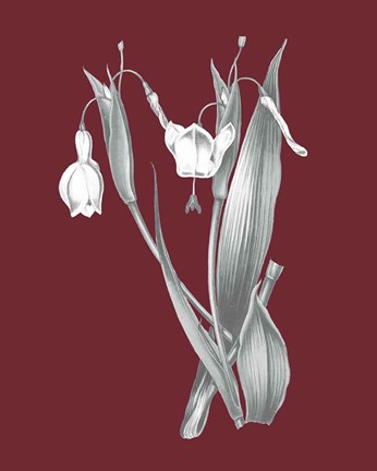 Framed Pomegranate Botanical II Print