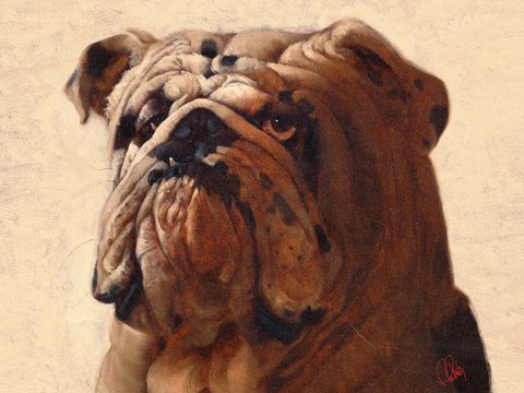 Framed Bulldog Print