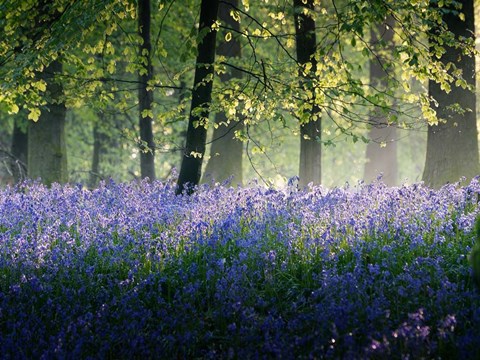 Framed Last of The Bluebells Print