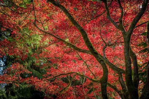 Framed Autumn Beauty Print