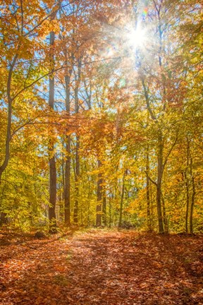 Framed Autumn Forest Print