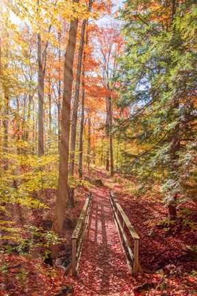 Framed Forest Bridge Print