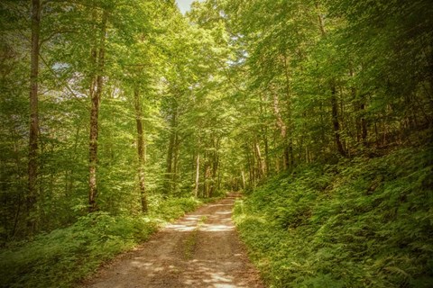 Framed Forest Road Print