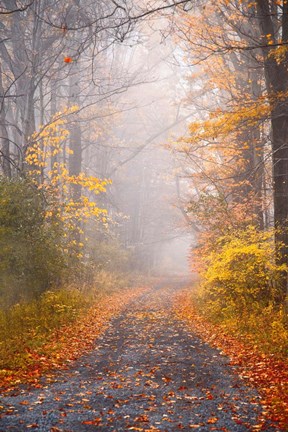 Framed Road and Autumn Mist Print