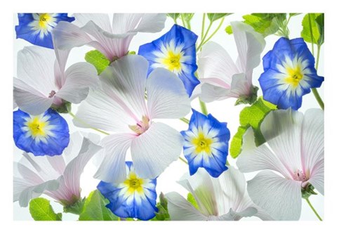 Framed Hybiscus and Blue Ensign flower Print