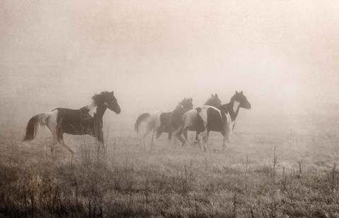 Framed Paint Horses on the Run Print