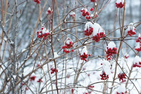 Framed Berries in Winter Print