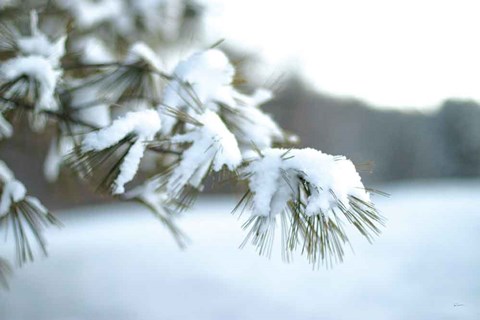 Framed Frosted White Pine Print