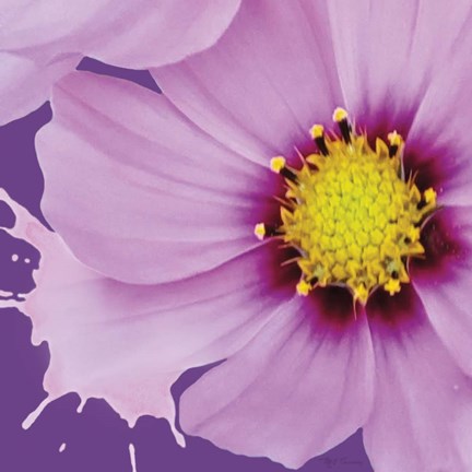 Framed Flower Pop III Print