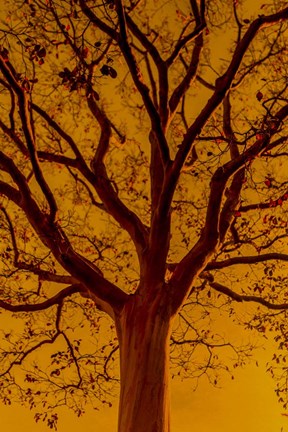 Framed Orange Glow Print