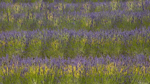 Framed Field of Purple Print