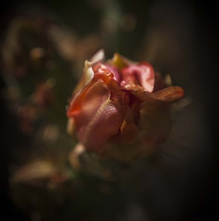 Framed Delicate Print