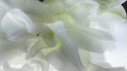 Framed Close Up of White Flower Print
