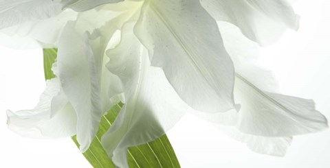 Framed White Petals Print