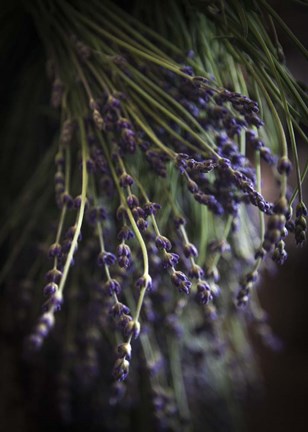 Framed Purple Buds Print