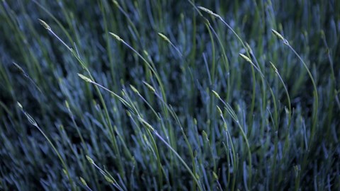 Framed Leaning to the Left Print