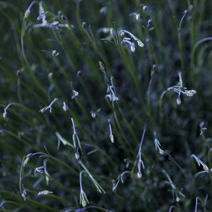 Framed Tendrils Print