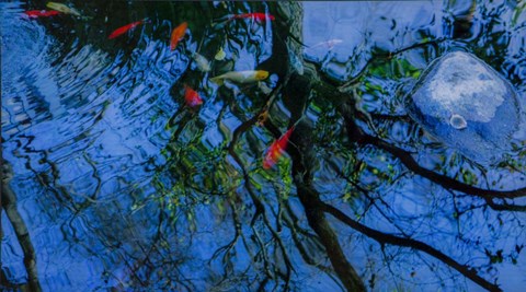 Framed Fish Pond Print