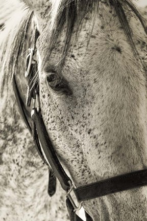 Framed White Horse Print
