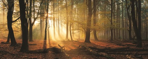 Framed Speulderbos Panorama Print