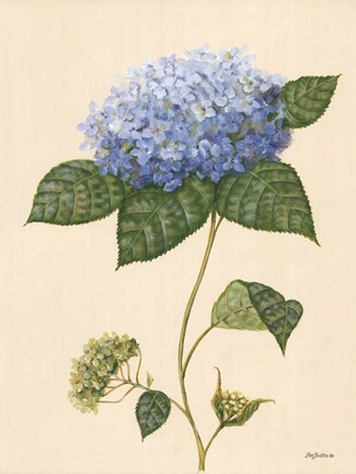 Framed Blue Hydrangea Print