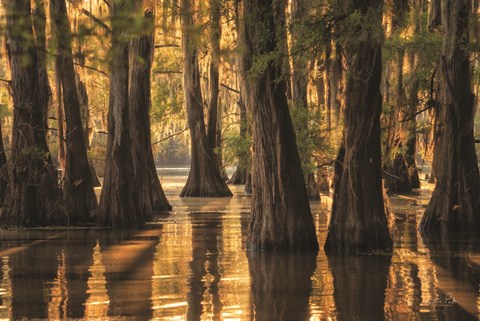 Framed Natural Beauty Print
