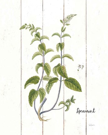 Framed Cottage Herbs IV Print