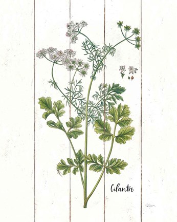 Framed Cottage Herbs III Print