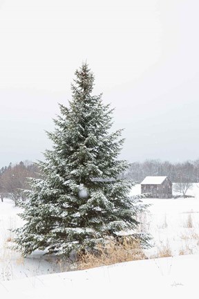 Framed Perfect Pine Tree Print