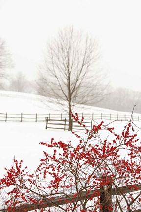 Framed Red on White Print