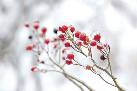 Framed Winter Berries II Print