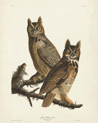 Framed Pl 61 Great Horned Owl Print