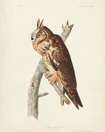 Framed Pl 383 Long-eared Owl Print