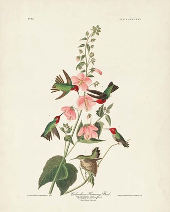 Framed Pl 425 Columbian Hummingbird Print