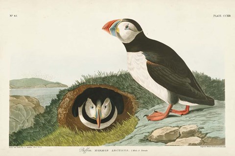 Framed Pl 213 Puffin Print