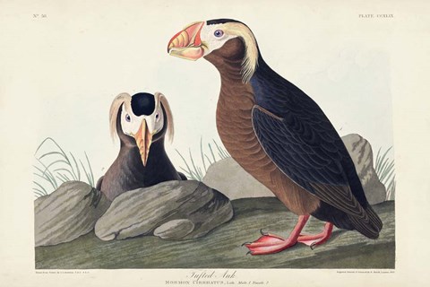 Framed Pl 249 Tufted Auk Print