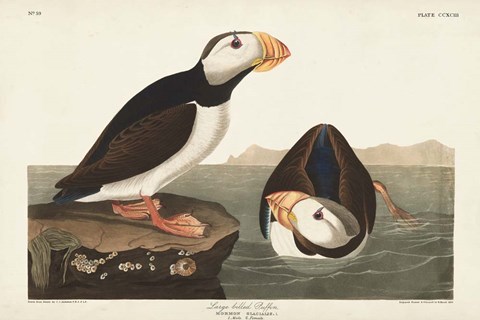 Framed Pl 293 Large-billed Puffin Print